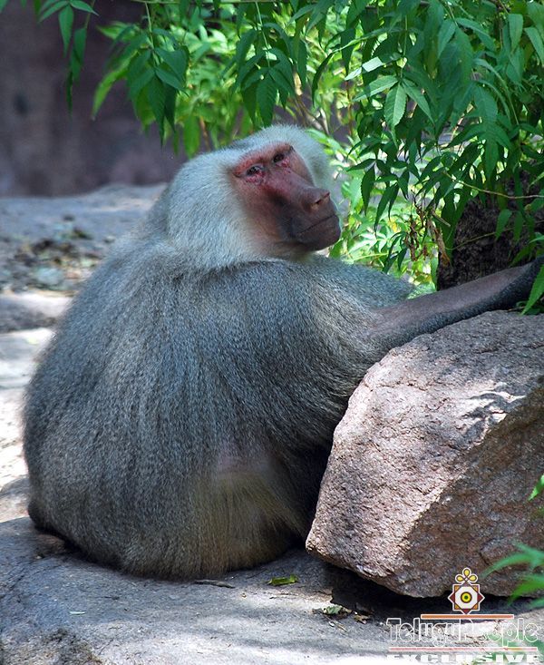 Nehru Zoological Park in Hyderabad: at  Photo Gallery